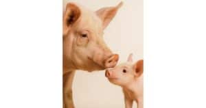Lire la suite à propos de l’article Et si les animaux étaient bien plus que ce que l’on pense ?