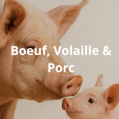 truie et son porcelet, relation affectueuse