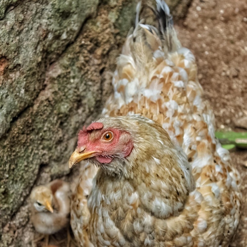 Poule et poussin en liberté