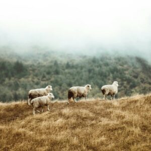 Lire la suite à propos de l’article Guides pour des achats éthiques : comment choisir des produits respectueux des animaux ?