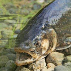 Lire la suite à propos de l’article Comment choisir les bons labels pour manger du poisson responsable ?