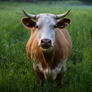 Lire la suite à propos de l’article Quels produits bannir pour une consommation plus éthique ?