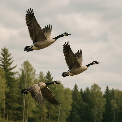 oies sauvages, éthique et bien-être animale, animarespect.com