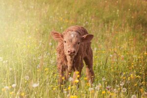 Lire la suite à propos de l’article À quoi sert l’éthique animale?