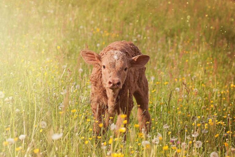 Lire la suite à propos de l’article À quoi sert l’éthique animale?