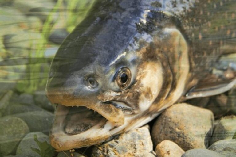 Lire la suite à propos de l’article Comment choisir les bons labels pour manger du poisson responsable ?
