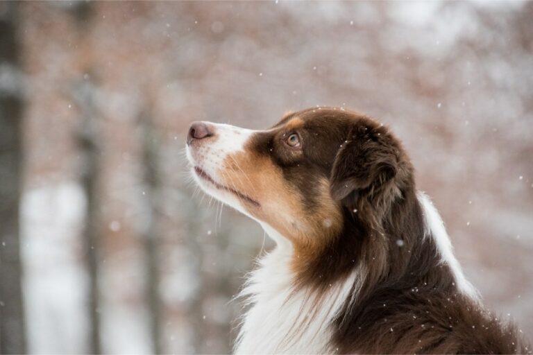 Lire la suite à propos de l’article Et si les animaux étaient bien plus sensibles que ce que l’on pense ?