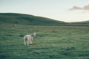 Lire la suite à propos de l’article Guides pour des achats éthiques : comment choisir des produits respectueux des animaux ?