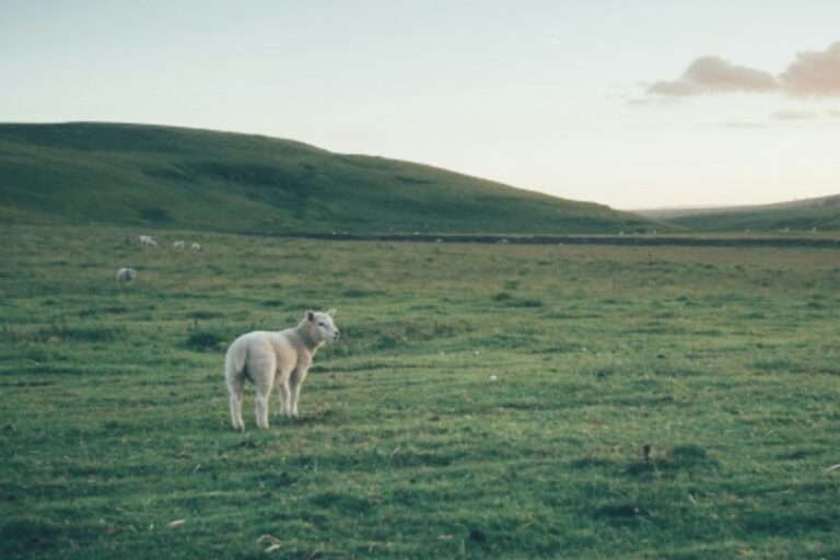 Lire la suite à propos de l’article Guides pour des achats éthiques : comment choisir des produits respectueux des animaux ?