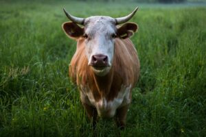 Lire la suite à propos de l’article Quels produits bannir pour une consommation plus éthique ?