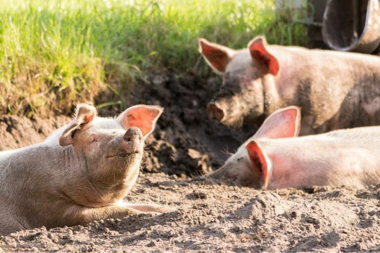 Lire la suite à propos de l’article Réduire son impact sur les animaux : adopter une alimentation éthique