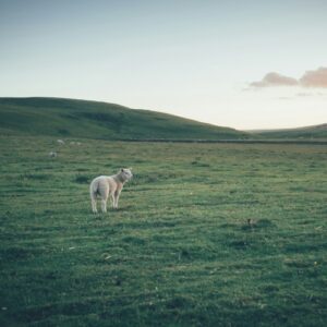 Lire la suite à propos de l’article À quoi sert l’éthique animale?