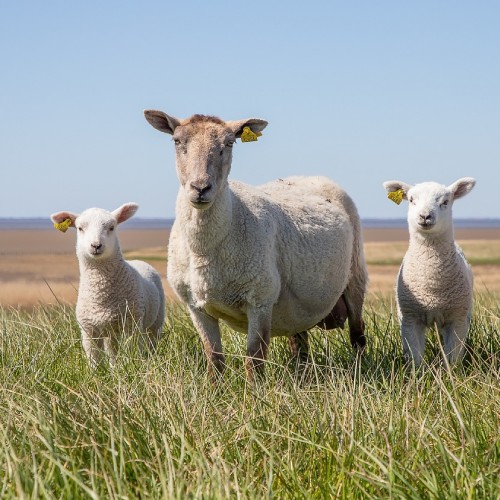 Moutons libres dans une prairie