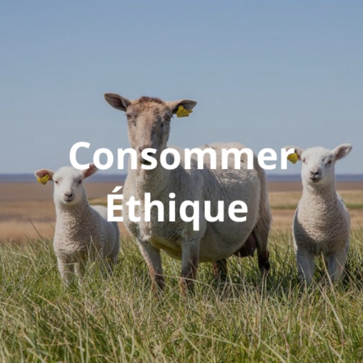 Moutons libres consommation éthique