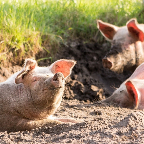 Lire la suite à propos de l’article Réduire son impact sur les animaux : adopter une alimentation éthique